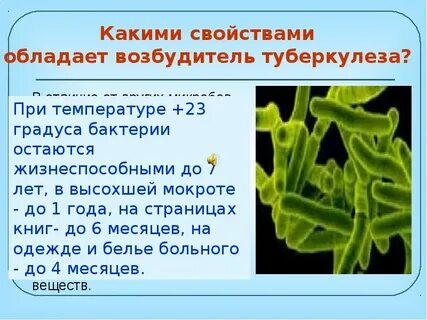Микобактерия туберкулеза особенности