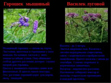 Рассмотрите изображения растений клевер луговой ульва