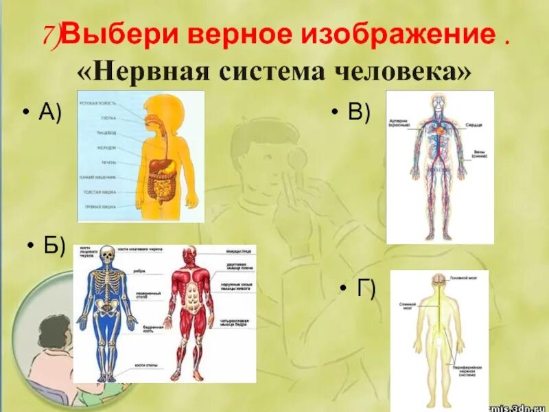 Проверочная работа по окружающему миру строение человека. Человек окр мир. Строение человека 3 класс. Организм человека 3 класс. Органы человека окружающий мир.