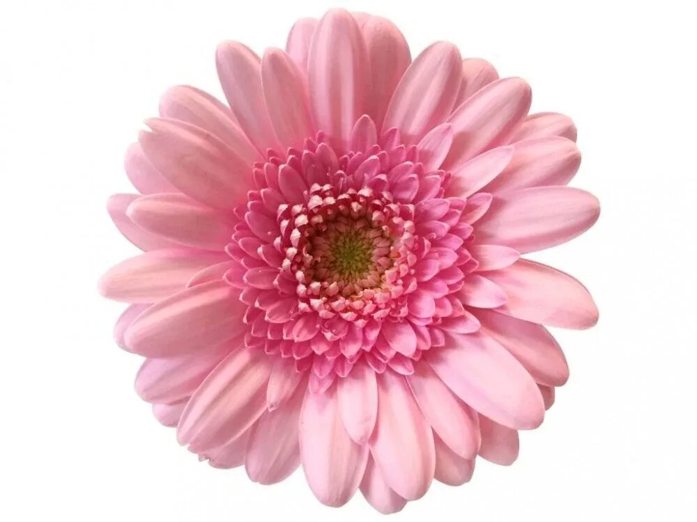 Цветы штучно. 11 красных гербер. Упавко гербер. Гербера мини kimsey аква. Минигербера кимси.