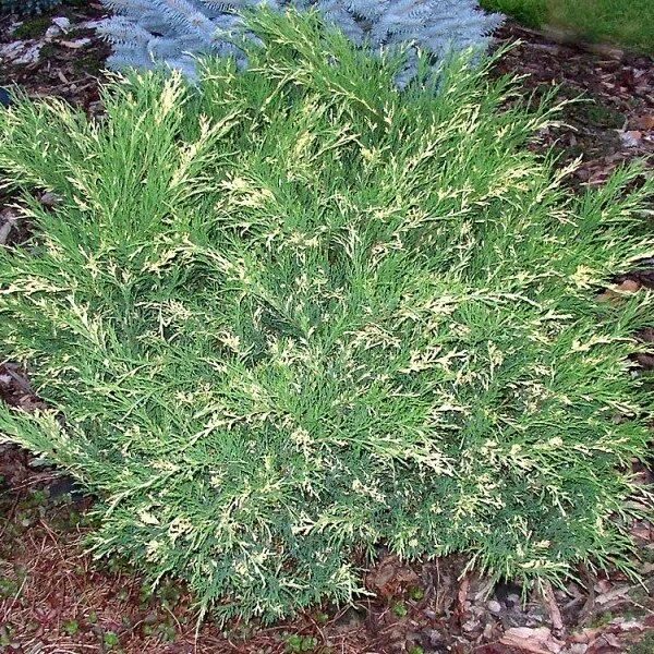 Можжевельник казацкий Variegata купить саженцы в Москве