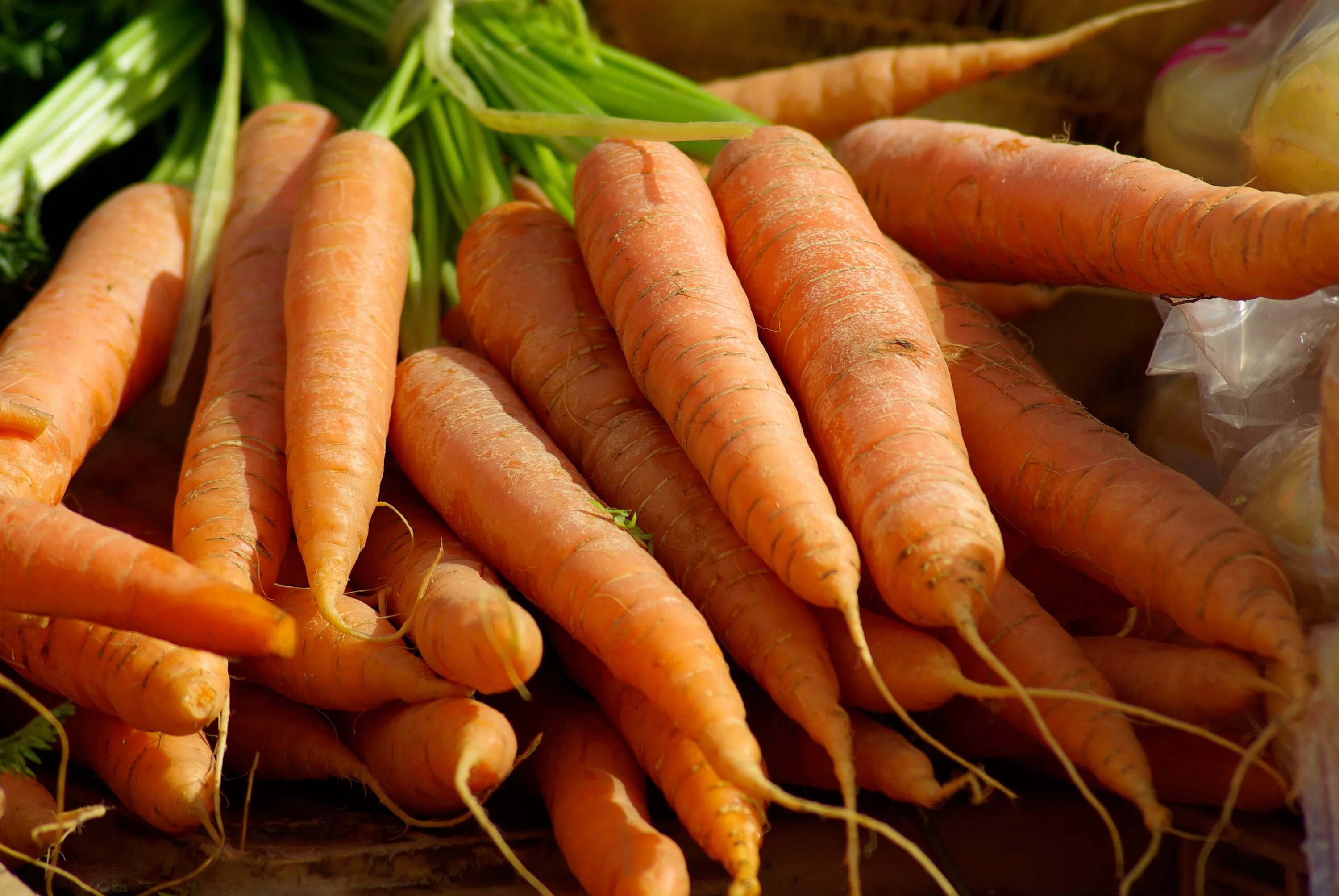 Carrot vegetable. Морковь КАРВОРА. Морковь Каротель. Морковь деликатесная. Семена моркови Абако.