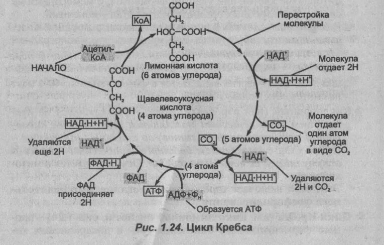 Синтез атф цикл кребса. Цикл Кребса ЦТК. Цикл Кребса молочная кислота. Цикл Кребса биохимия кратко. Цикл Кребса схема ЕГЭ биология.