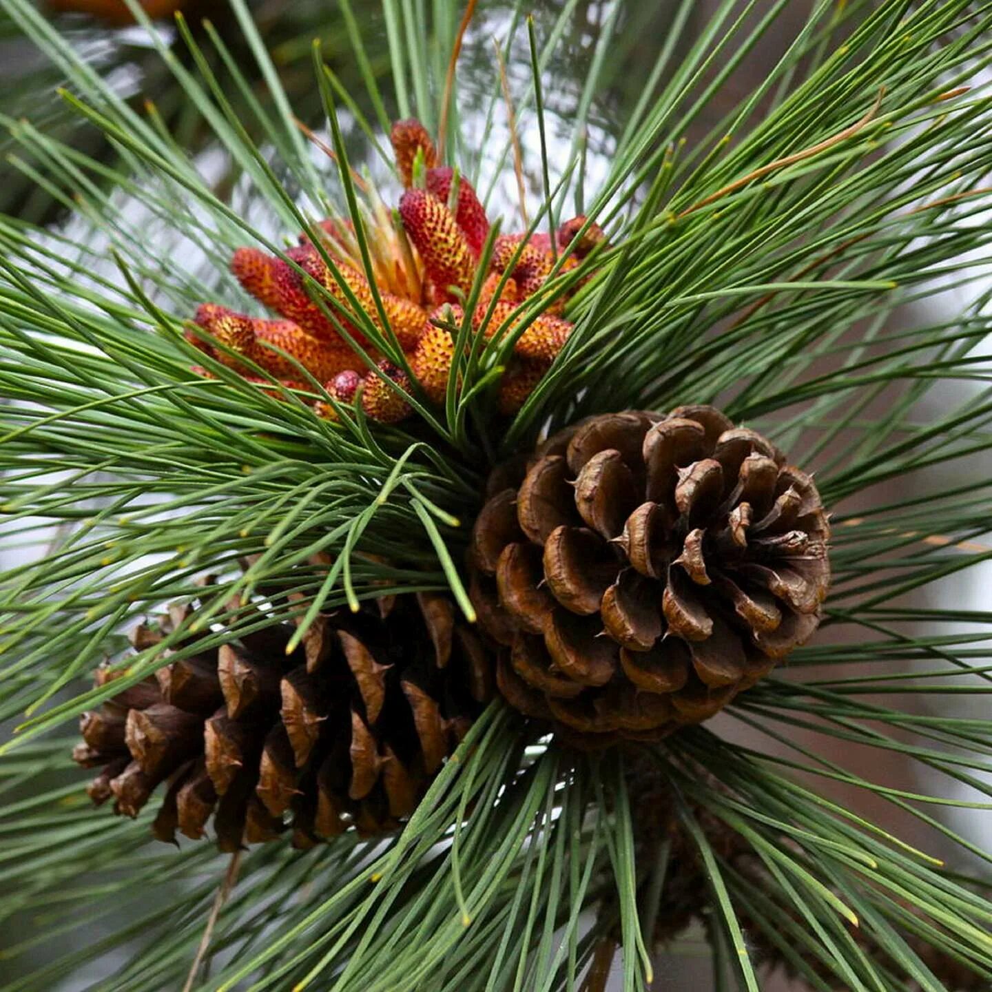 Класс хвойные сосновые. Pinus merkusii. Pinus Ponderosa хвоя. Pinus Ponderosa шишка. Pinus Montana шишки.