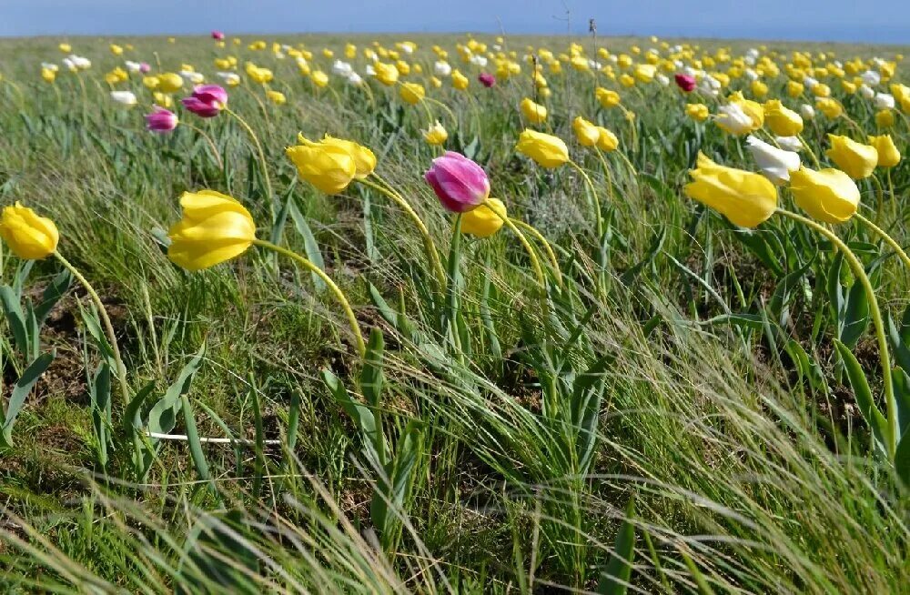 Прощай лазоревый цветок. Тюльпан Шренка Калмыкия. Тюльпанная степь Саратовской области. Тюльпан Шренка Саратовская область. Новозизевская Тюльпанная степь.