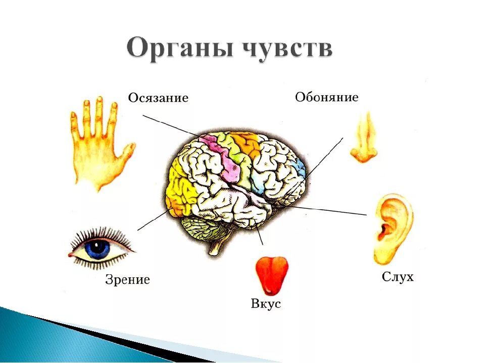 Органы чувств человека биология