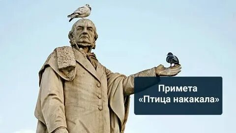Приметы птичка накакала на руку
