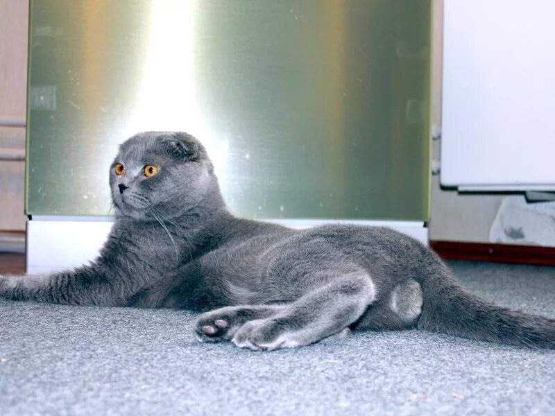 Вислоухий кот Макс. Скоттиш фолд лапы. Шотландская вислоухая кошка характер. Шотландский вислоухий кот хвост. Лапы шотландских кошек
