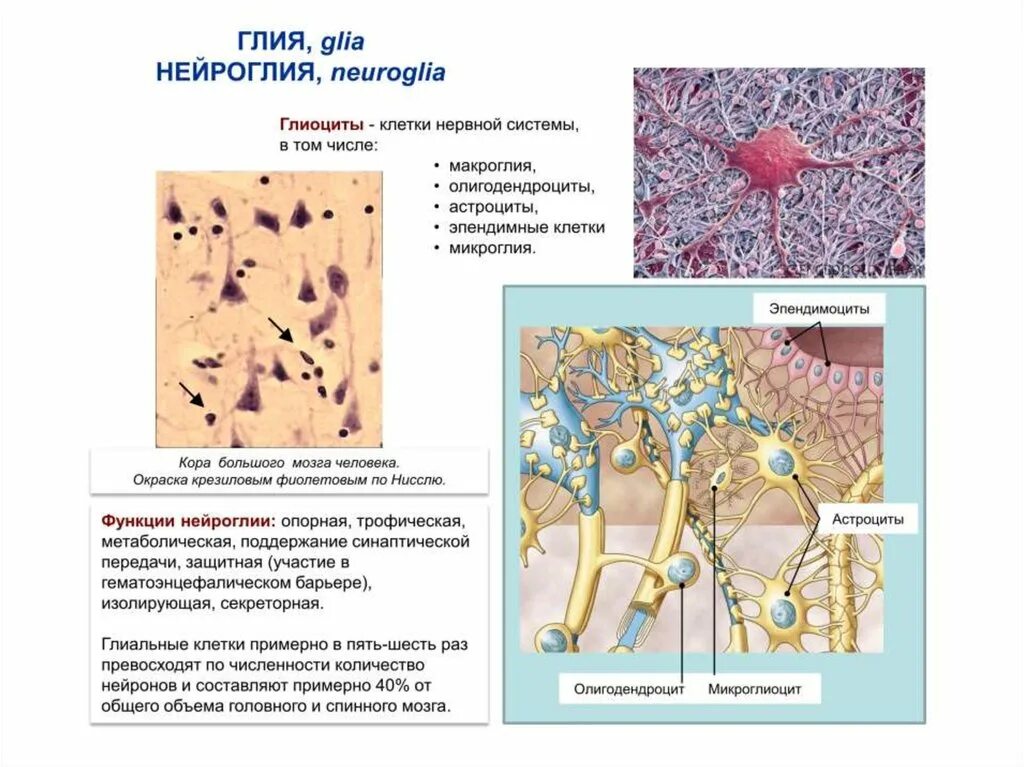 Клетки глии строение. Клетки глии функции. Глиальные клетки мозга функции. Клетки нейроглии строение.