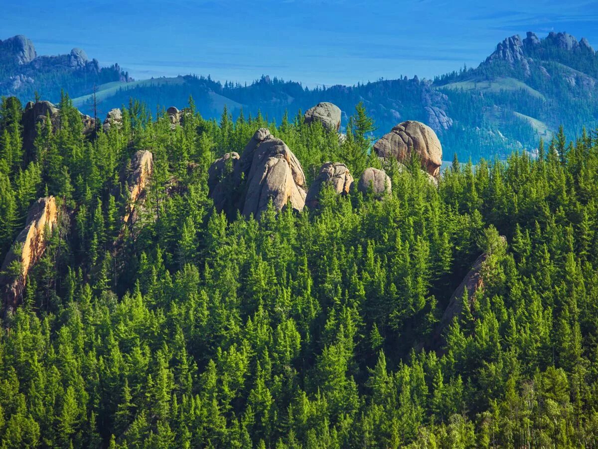 Какой лес самый богатый