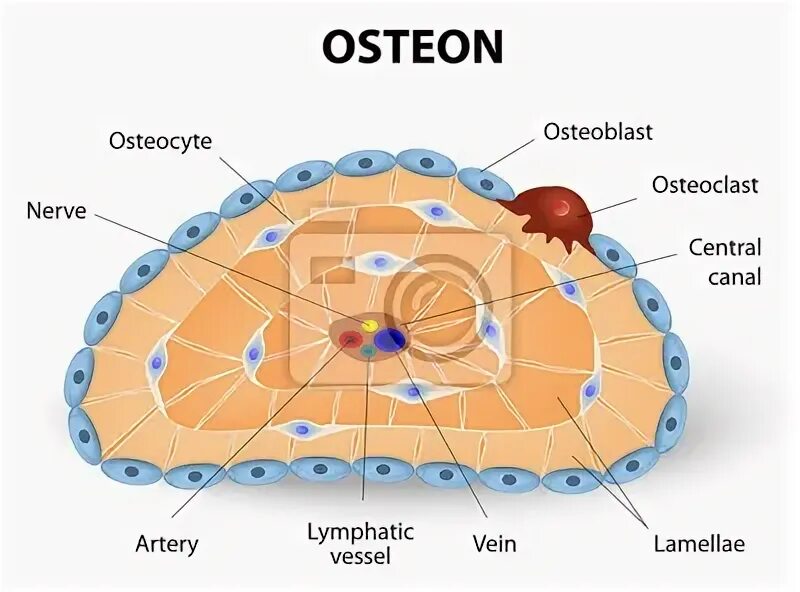 Остеон 1