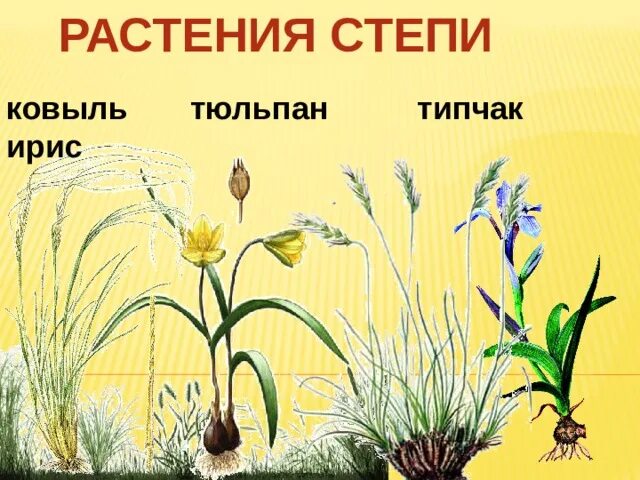 2 примера растений имеющих корневище Мочковатый корень растения