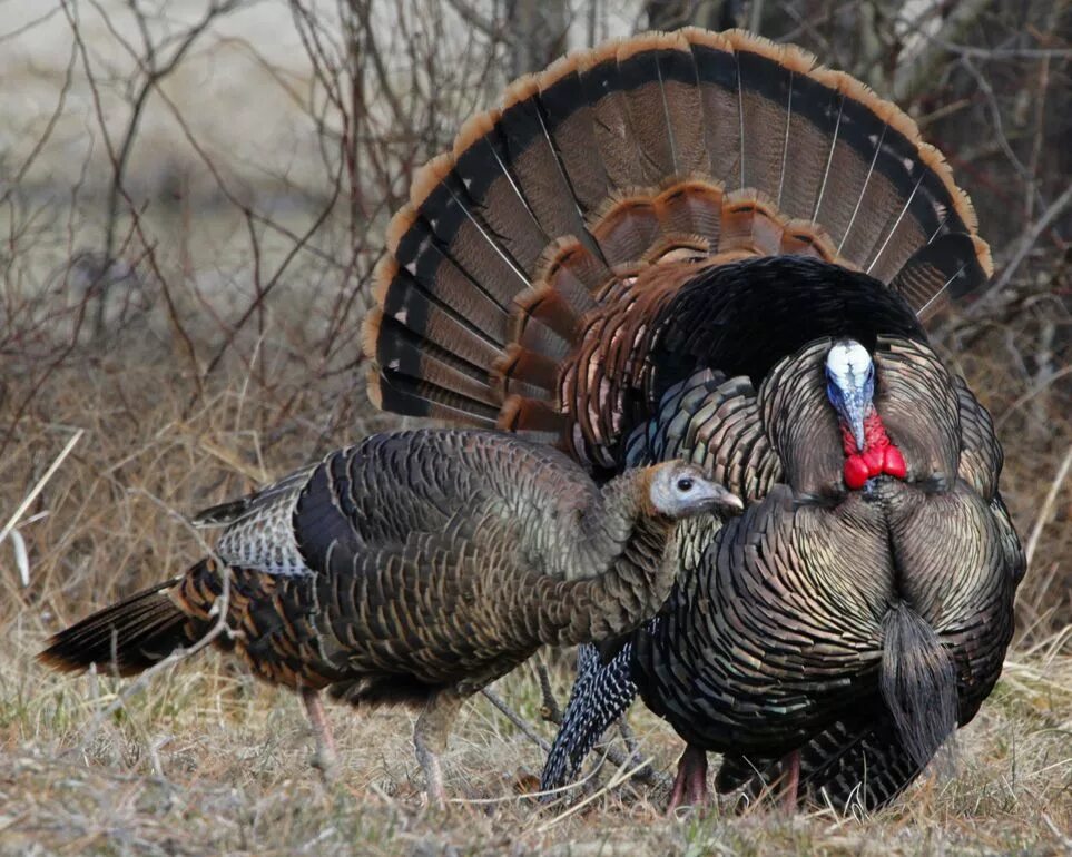 Есть ли индюк. Индейка обыкновенная meleagris gallopavo. Wild Turkey индюк. Североамериканская Дикая индейка. Дикие индюки Северной Америки.