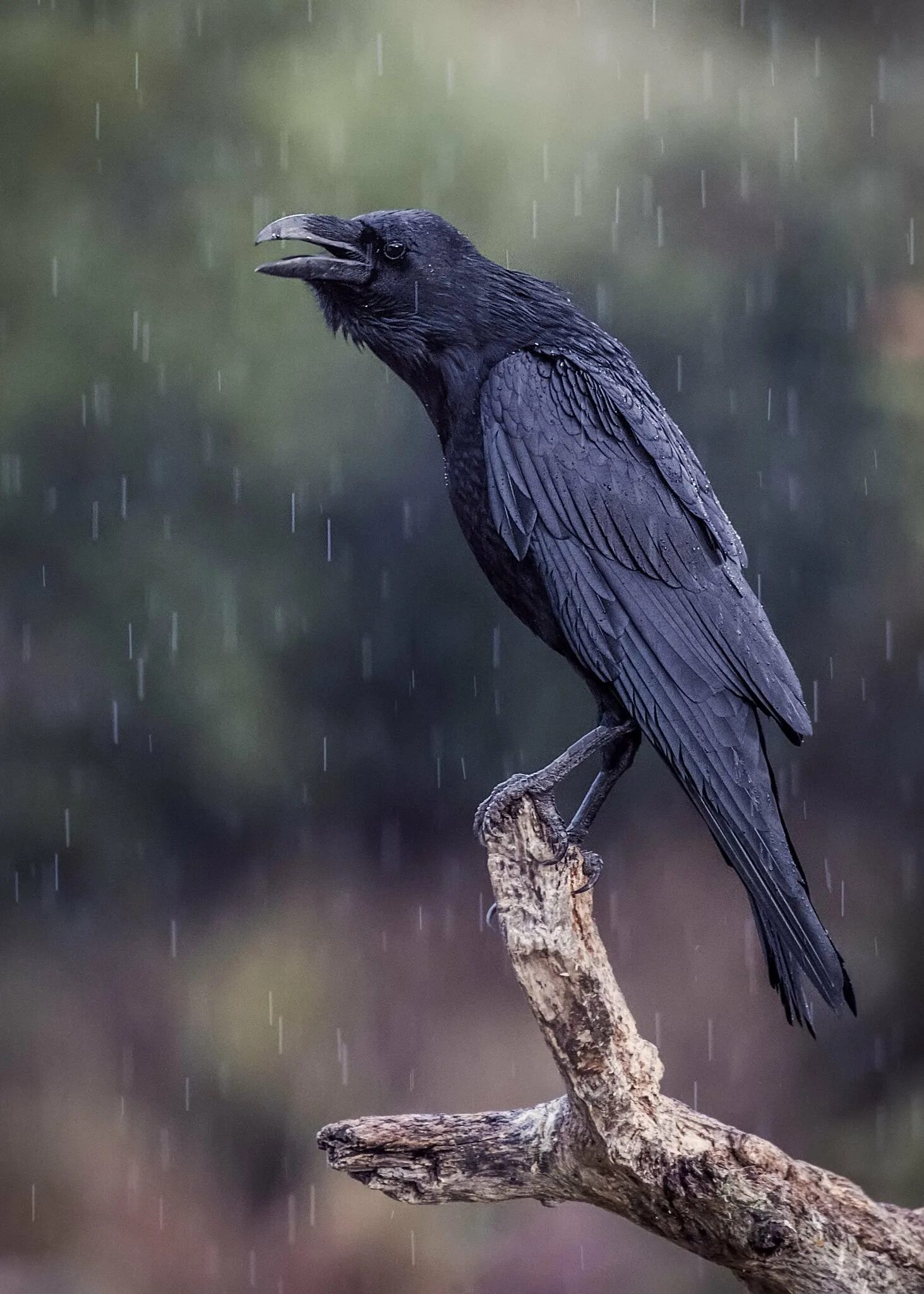 Грач самец. Ворона каркает. Corvus corax птица. Самый большой ворон. Большеклювая ворона.