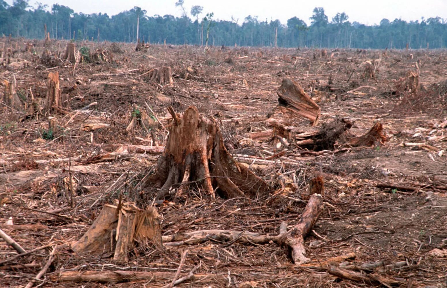 Cut down forest. Гибель лесов. Последствия вырубки лесов. Уничтожение лесов. Последствия исчезновения лесов.