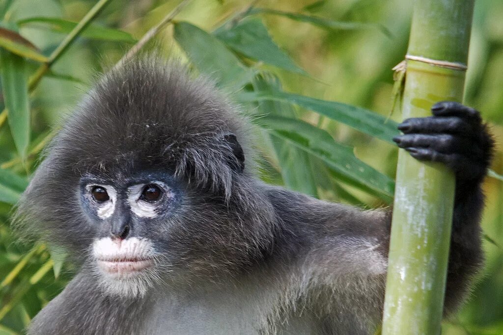 Trachypithecus phayrei. Приматы Trachypithecus phayrei. Императорский капуцин. Обезьяна.