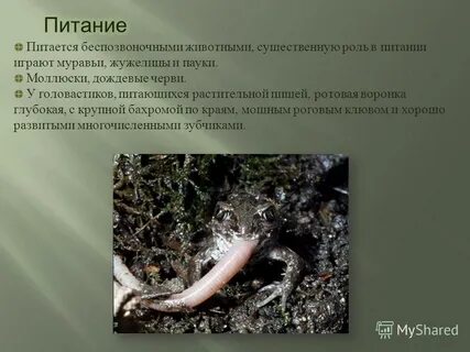 Беспозвоночные животные питаются