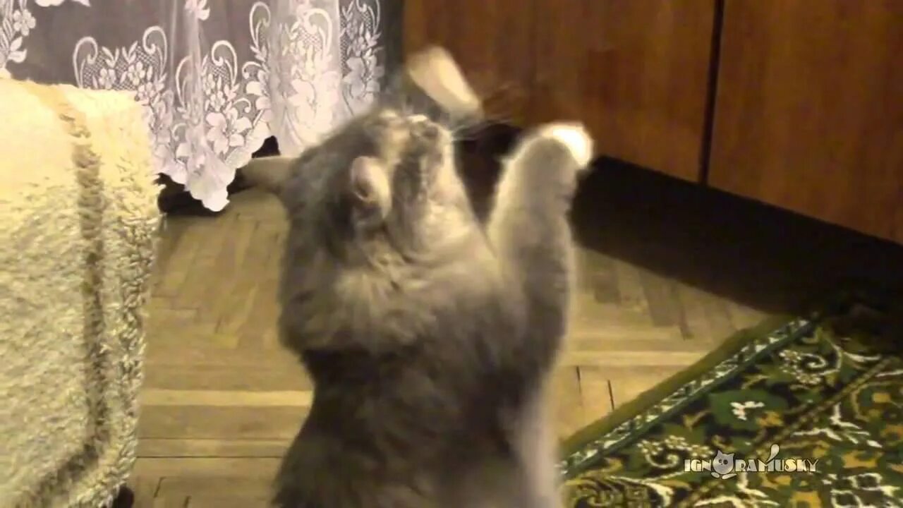Коты зажигают