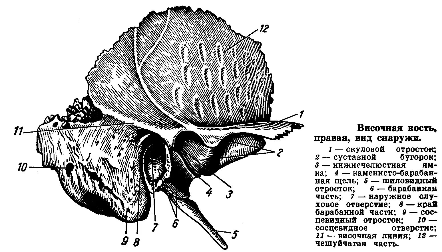 Височная кость черепа анатомия человека. Височная кость анатомия наружная поверхность. Височная кость каменисто барабанная щель. Анатомия височной кости костей черепа. Изменения височной кости