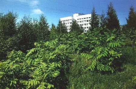 Институт леса имени сукачева