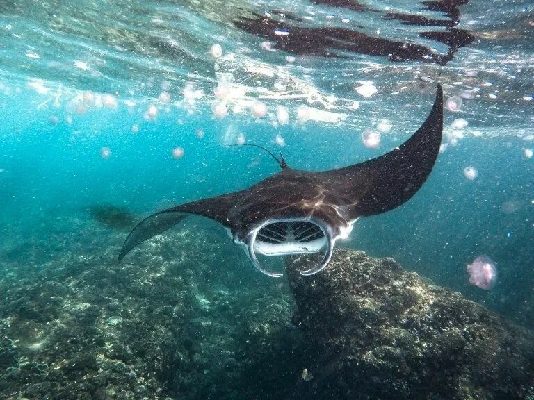 Манта поинт нуса пенида. Манты на бали. Manta bay нуса пенида. Ханифару бэй мальдивы. Манты снорклинг нуса пенида.
