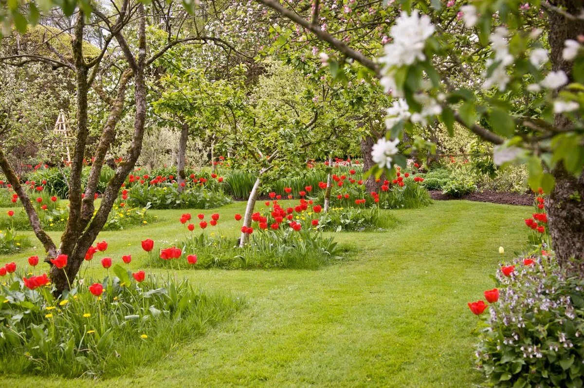 Аркадия Гарден плодовый сад. Хелен парк+ ландшафт. Яблони Ньютона». Кембридж, Ботанический сад. Мавританский газон в плодовом саду.