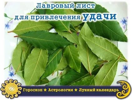 Привлечь удачу лавровым листом