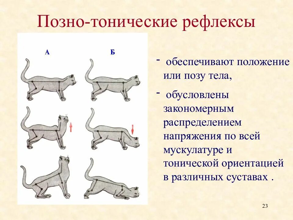 С чем связаны рефлексы у птиц. Классификация познотонических рефлексов. Тонические выпрямительные рефлексы. Шейные познотонические рефлексы. Лабиринтный тонический рефлекс.