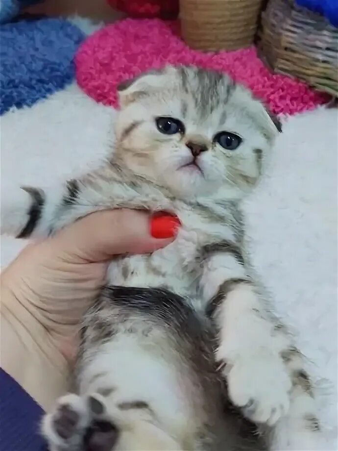 Прививки шотландскими вислоухими котятами