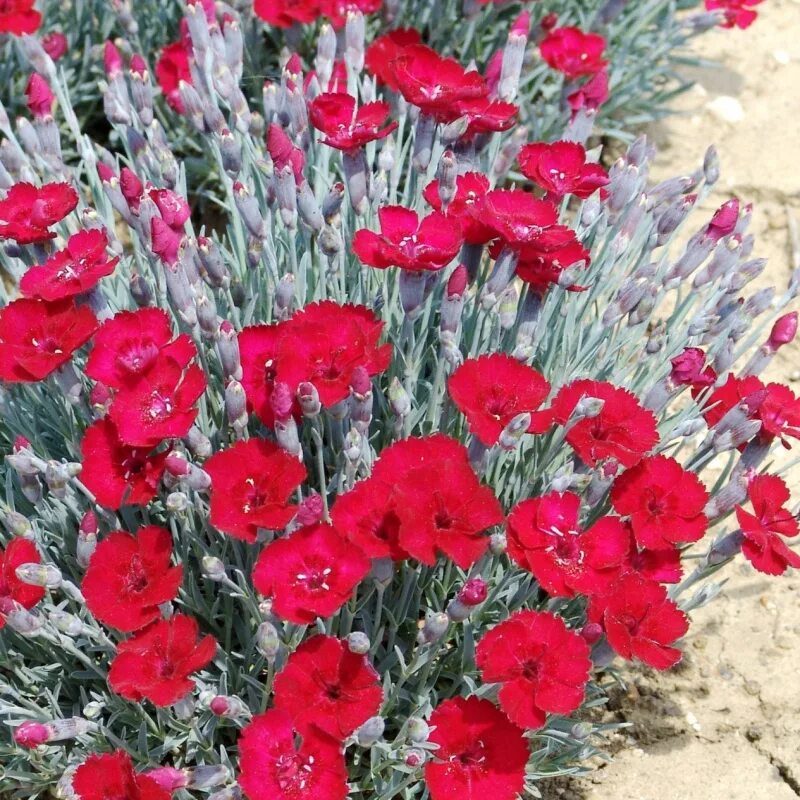Виды гвоздики садовой многолетней. Садовая гвоздика (dianthus caryophyllus). Гвоздика китайская шабо. Гвоздика травянка альпийская. Садовая гвоздика (dianthus caryophyllus).