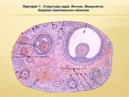 Фолликулов в срезе