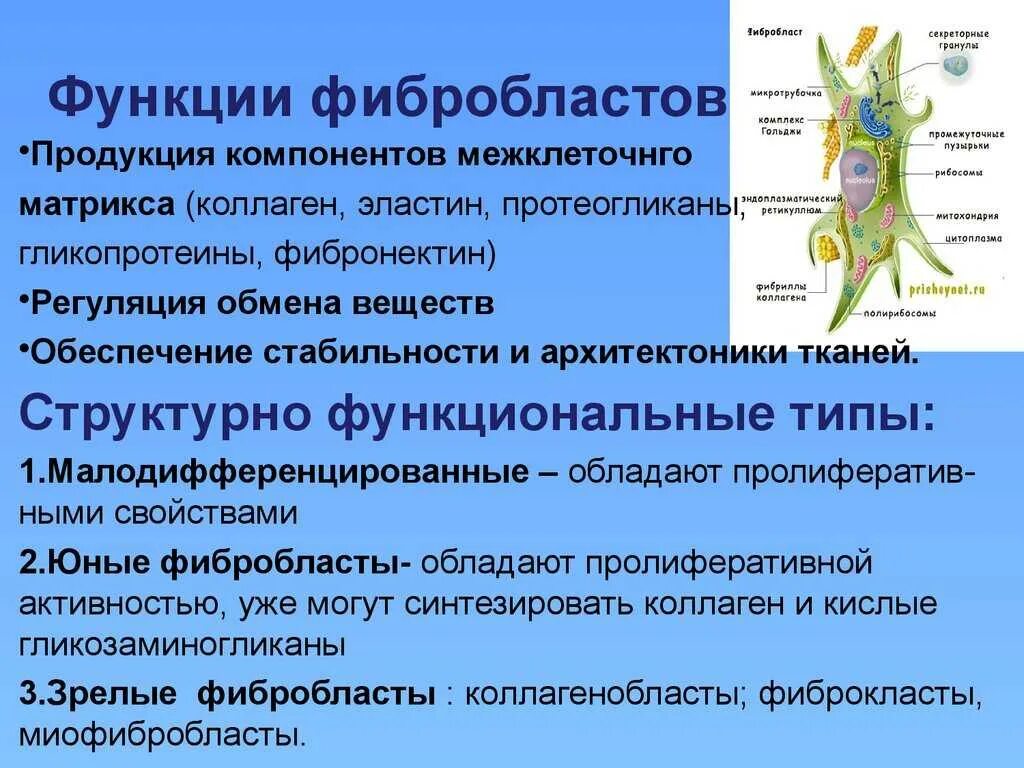 Фибробласты функции. Функции фиброцитов соединительной ткани. дифферон фибробластов. функций выполняет фибробласт:. функции фибробластов соединительной ткани.