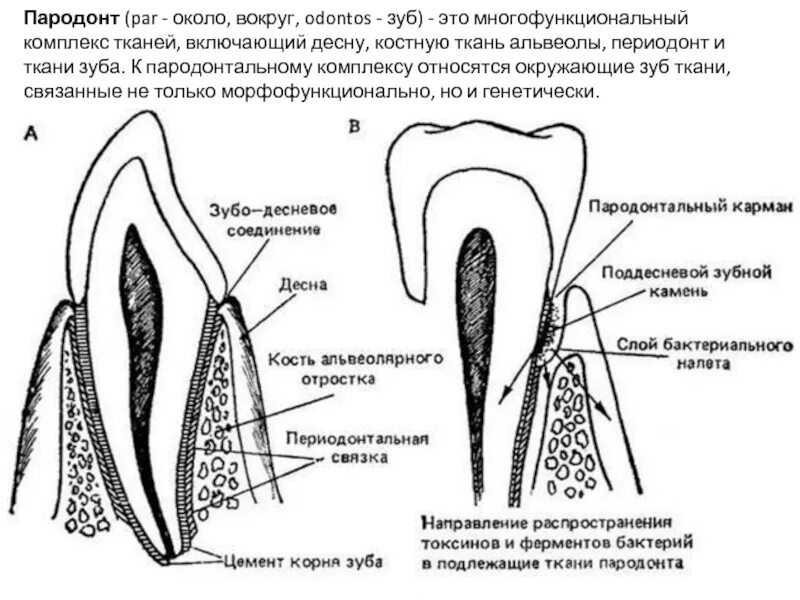 Альвеолярная десна. Схема строения тканей пародонта. Строение периодонта схема. Строение тканей пародонта гистология.