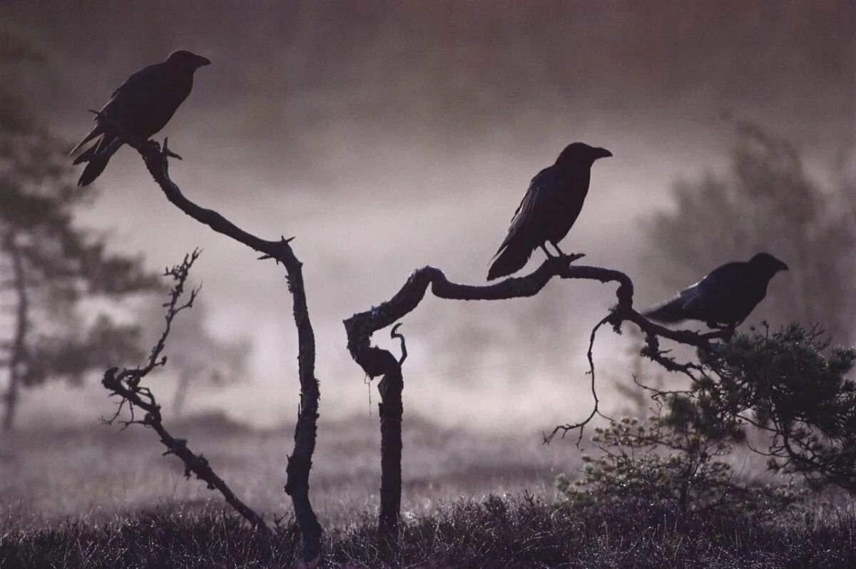 Ворона на окне. Как будто черный ворон за моим окном. Птичка на подоконнике. Вороны на ветке. Как будто черный ворон за моим окном.