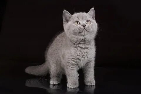 Британская кошка добрая