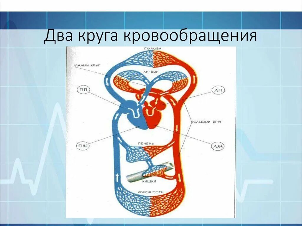 Круги кровообращения. Большой и малый круг кровообращения. Круги кровообращения человека схема. Большой круг кровообращения схема. Круг кровообращения голова