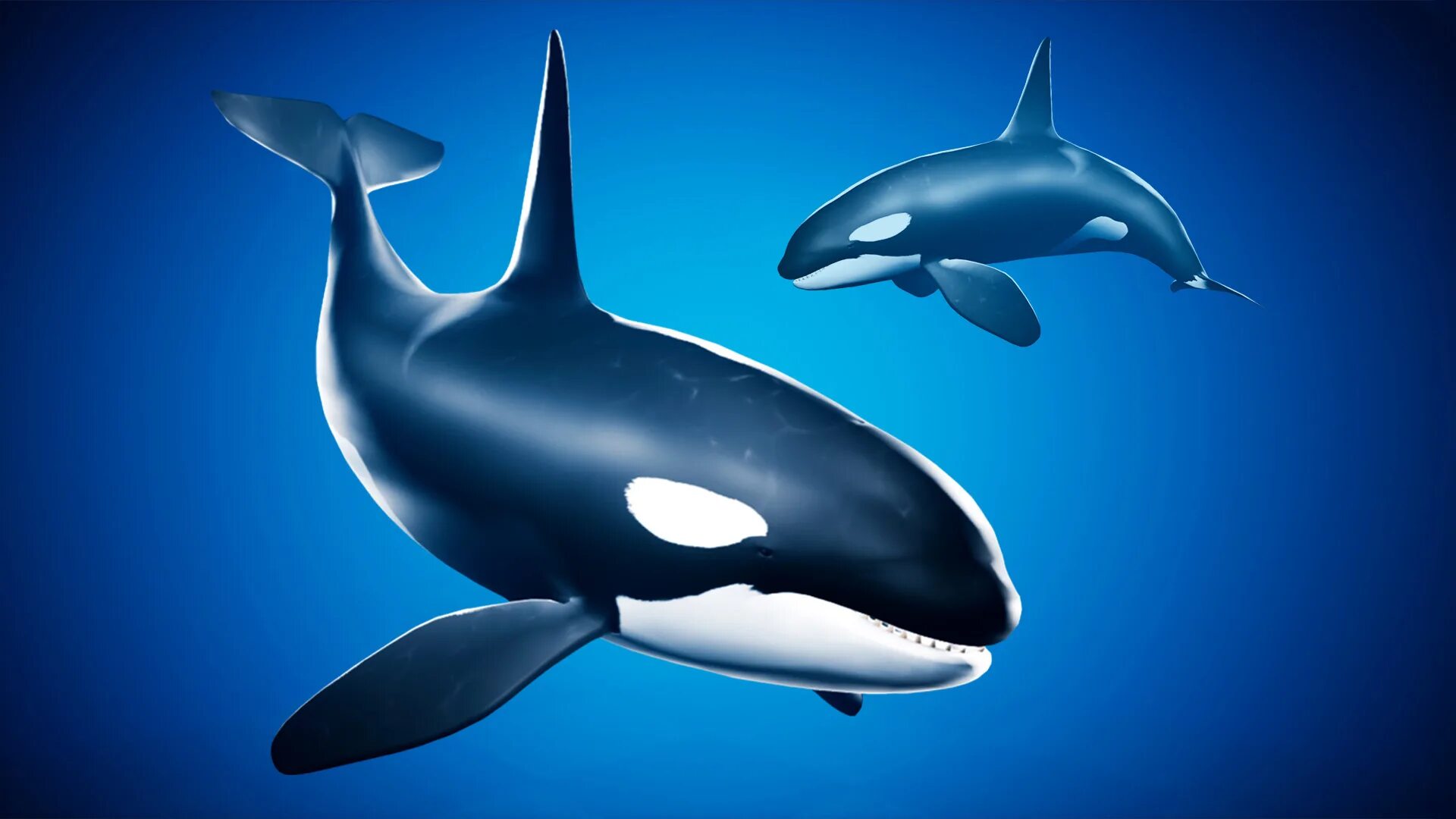 Касатка 2014. Orca 4ocean. Синяя Касатка. Касатки убийцы. Касатка обои.