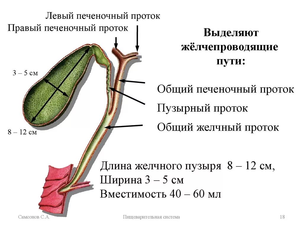 Желчно выводящие пути. Пищеварительная система желчный пузырь анатомия. Размер общего желчного протока норма. Строение желчного пузыря и протоков. Толщина желчного протока норма.