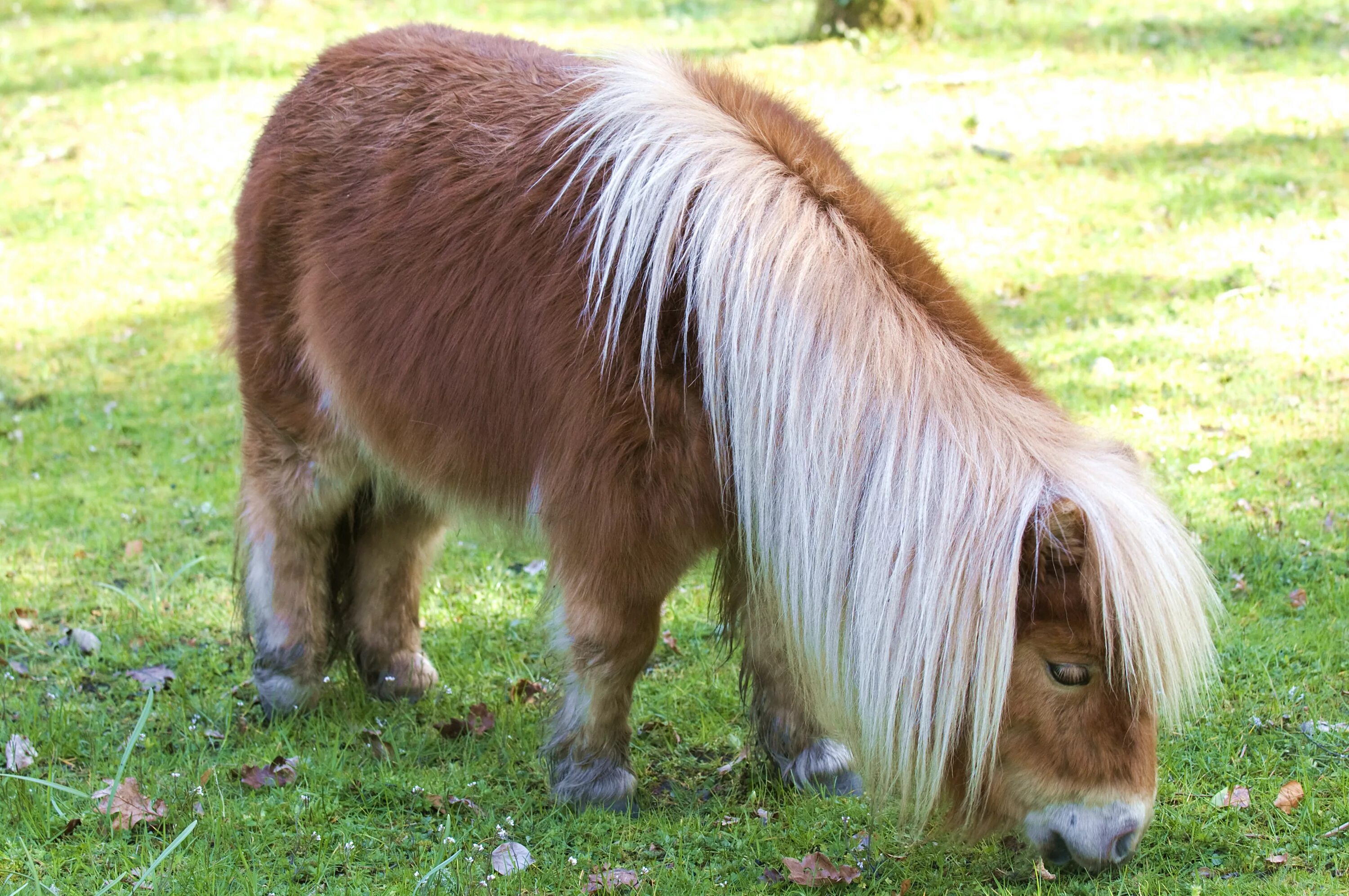 Pony фото