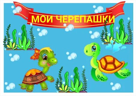 Мои черепашки.