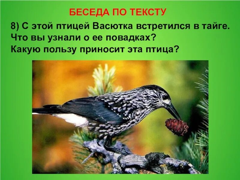 Птицы в рассказе Васюткино озеро. Кедровка Васюткино озеро. Какие птицы встречаются в тайге. Птицы из рассказа Васюткино озеро. Какой зверь приближался к васютке