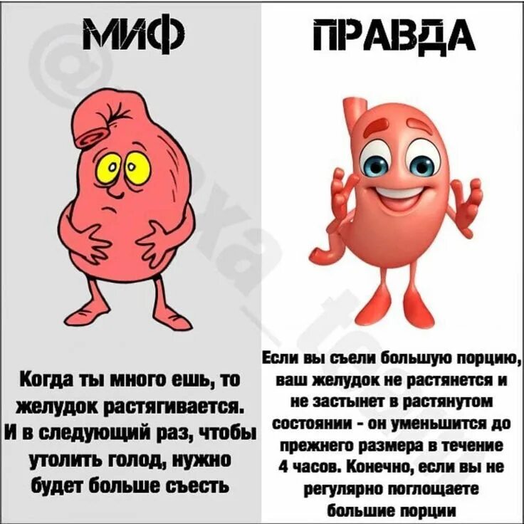 Мифы и правда про. Миф правда. Интересные факты о желудке. Миф vs правда.