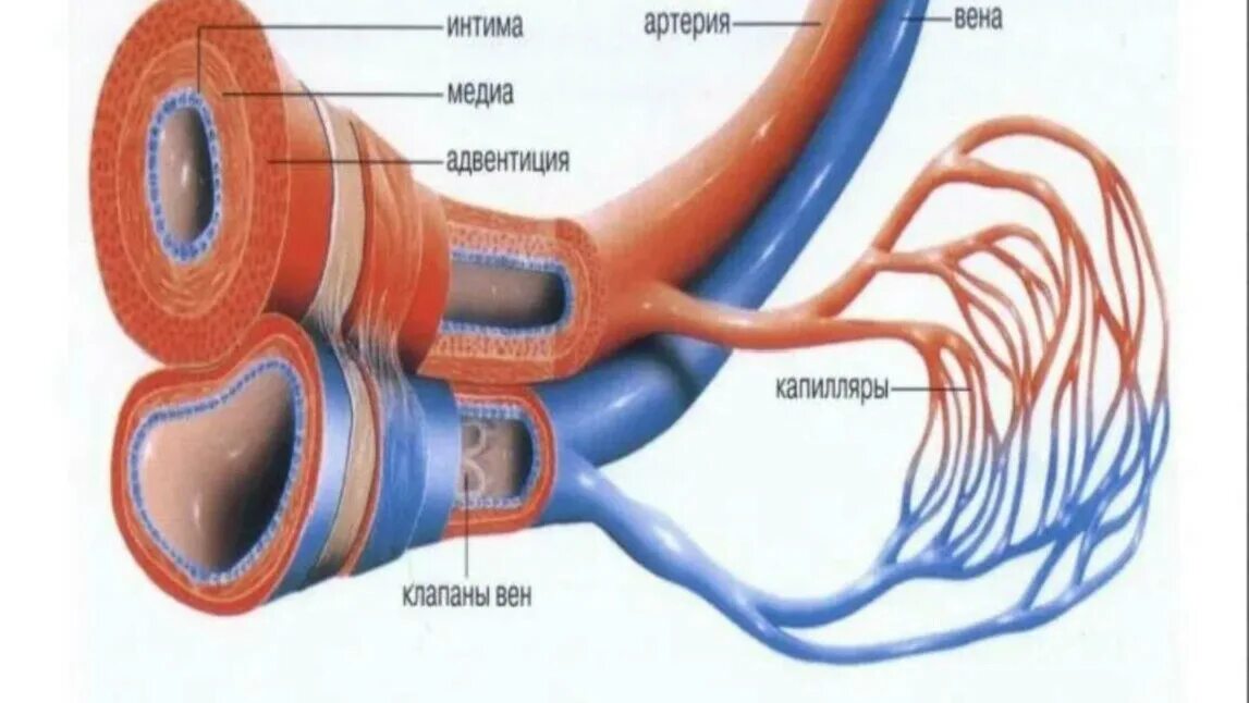 Где находится артерия и вены. Кровеносные сосуды вены. Вены и артерии человека. Вена кровеносный сосуд.