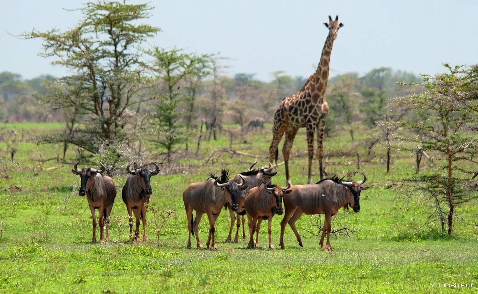 Парк Селус в Танзании. Сафари Селус Танзания. Серенгети Танзания заповедник. Охотничий заповедник Селус в Африке.