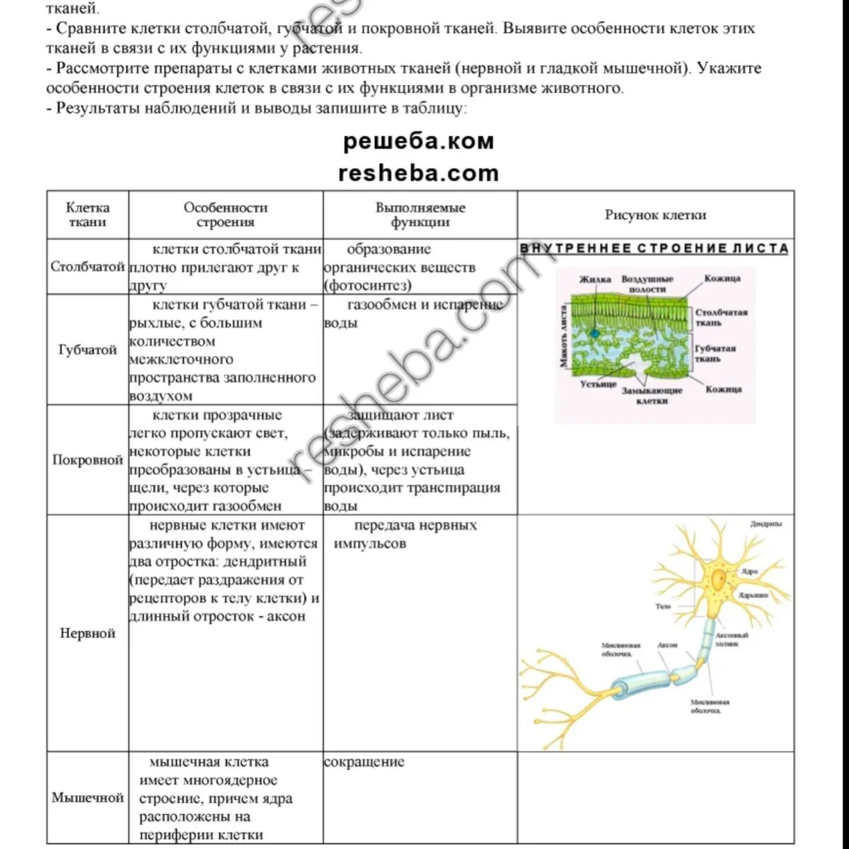 Тип ткани эпителиальная таблица