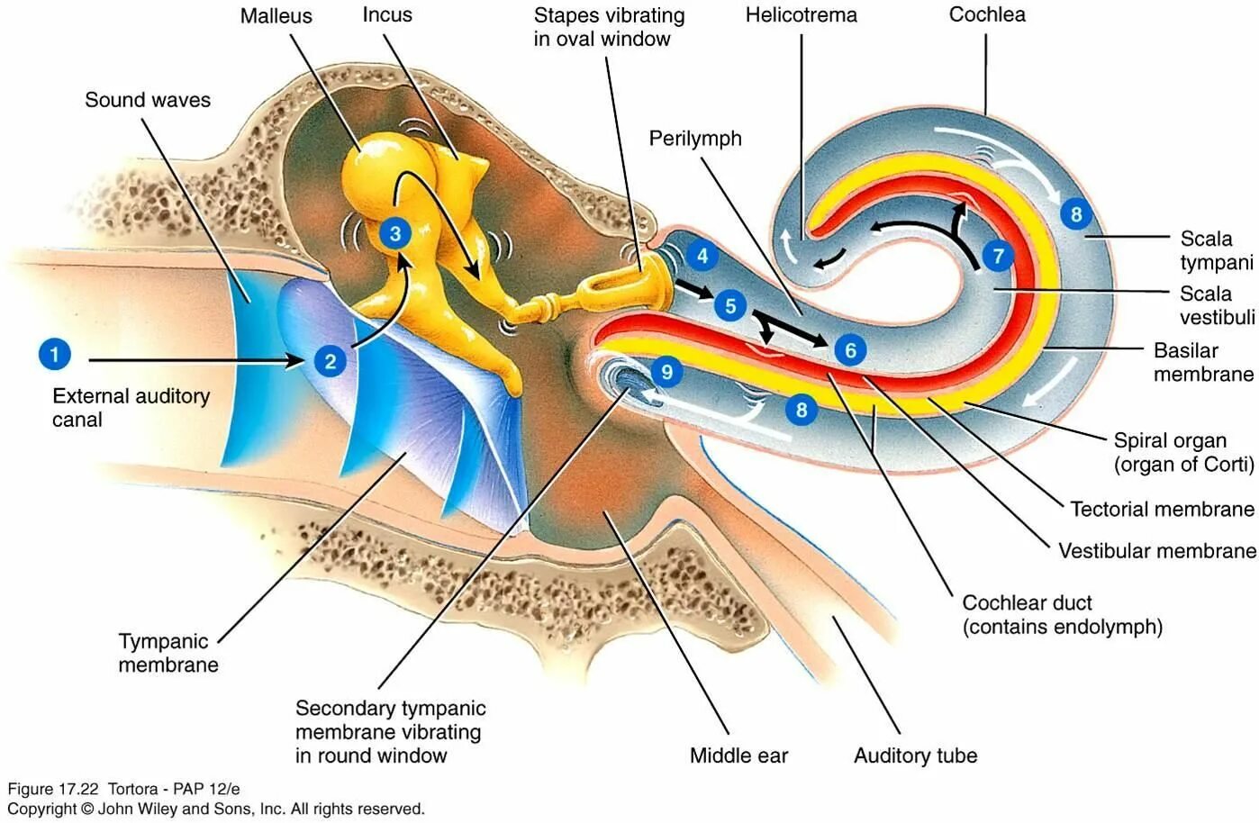 Три канала улитки. Эндолимфа и перилимфа. Внутреннее ухо эндолимфа. Анатомия улитки внутреннего уха. Cochlea анатомия.