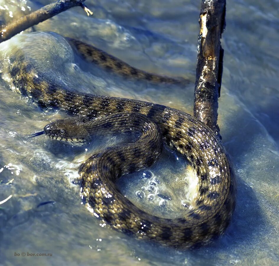 горный уж. Echis carinatus. горный уж. полосатый лесной уж. натрикс натрикс.