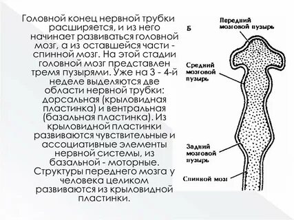 Нервная трубка