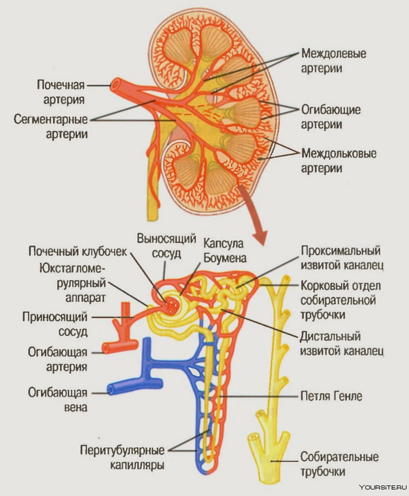 Кровоснабжения почек и нефронов. Кровоснабжение почки схема. Строение почки кровеносные сосуды. Артерии почки, строение анатомия.