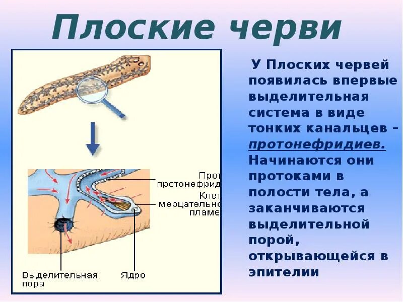 Органы выделительной системы червя. Органы выделения протонефридии. Тип выделительной системы у плоских червей. Протонефридии это у червей. Протонефридии у плоских.